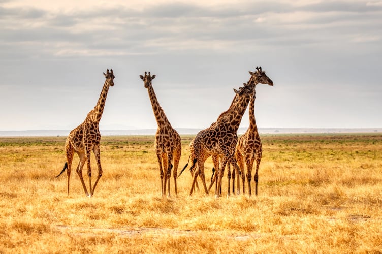 giraffe stock image