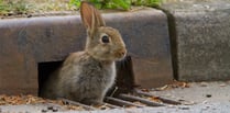 Wildlife watchers needed in Devon this spring