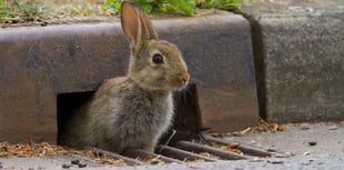 Wildlife watchers needed in Devon this spring