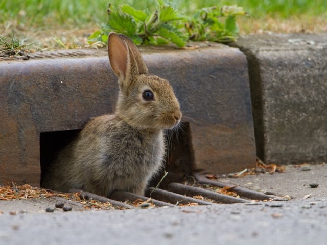 Wildlife watchers needed in Devon this spring