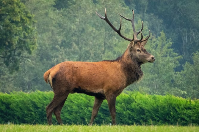 stag