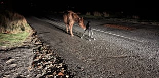 Driver stunned as Dartmoor pony is born in the middle of the road