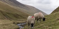 NFU deputy chair shares his concerns on the future of Dartmoor farming