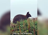 Shock as a wild wallaby is spotted in Devon