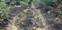 Discarded bottle suspected to have sparked fire in forest