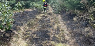 Discarded bottle suspected to have sparked fire in forest