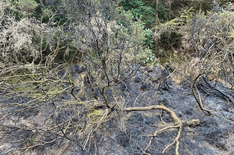 Fire at Haldon Forest