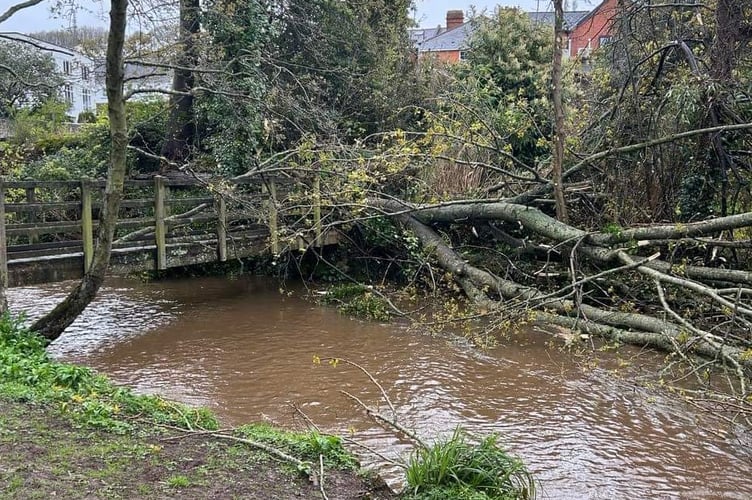 Storm Noa brings down a tree inManor Park, Dawlish. (12-4-23) Picture: Helene Findumauri on Eyes of Dawlish 