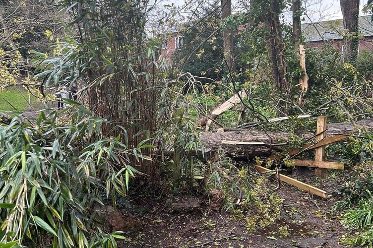 Storm Noa brings down a tree inManor Park, Dawlish. (12-4-23) Picture: Helene Findumauri on Eyes of Dawlish 