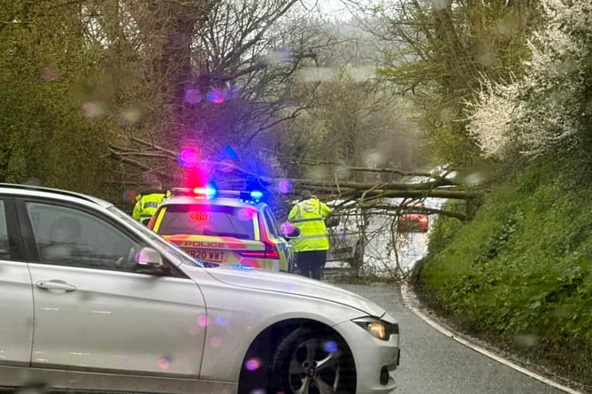 Storm Noa brings another tree down on the A379 near Exminster.
Picture: Scott Williams (12-4-23)