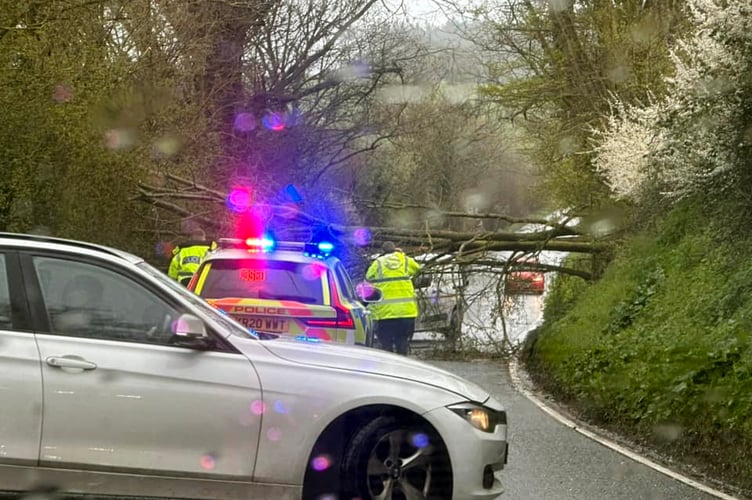 Storm Noa brings another tree down on the A379 near Exminster.
Picture: Scott Williams (12-4-23)