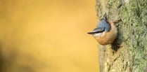 Set your alarm for the RSPB's birdsong 'festival'