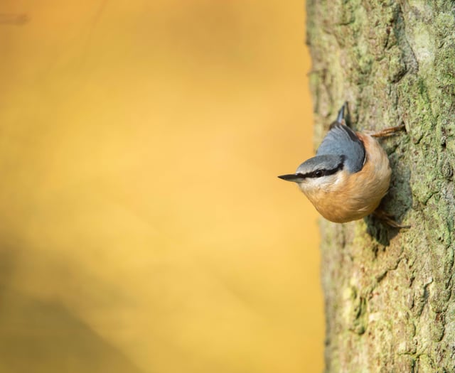 Set your alarm for the RSPB's birdsong 'festival'