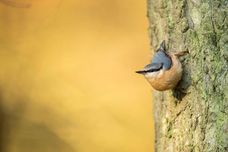 Eurasian nuthatch Sitta europaea, adult climbing down a tree, Bedfordshire, December