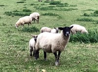 Fewer animals attacked in Devon