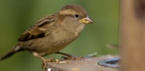 Devon's Big Garden Birdwatch results are in