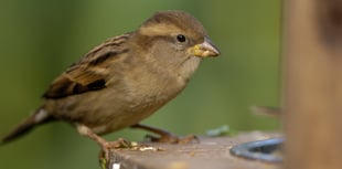 Devon's Big Garden Birdwatch results are in