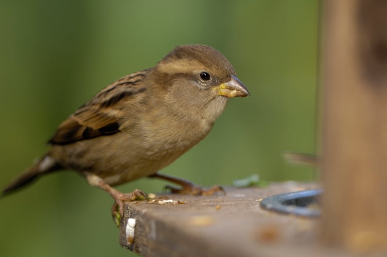 House sparrow, Passer domesticus, female perched on feeder in garden. Co. Durham. October.