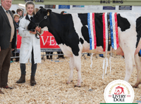 Devon YFC celebrates one of the largest annual show and sales yet