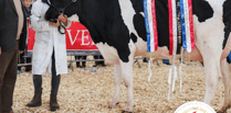 Devon YFC celebrates one of the largest annual show and sales yet