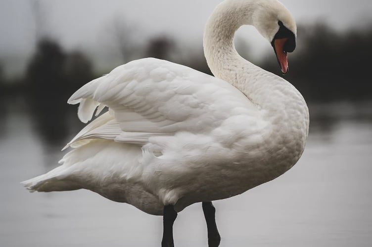 swan stock image