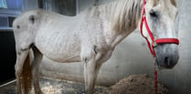 Shocking horse welfare case displays the need for animal charities