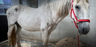 Shocking horse welfare case displays the need for animal charities