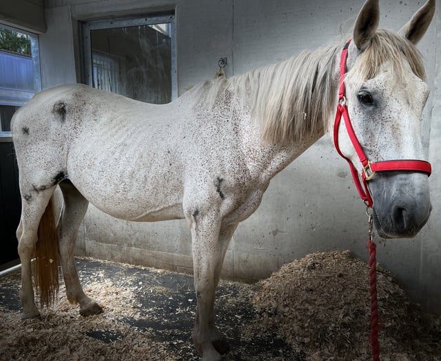 Shocking horse welfare case displays the need for animal charities