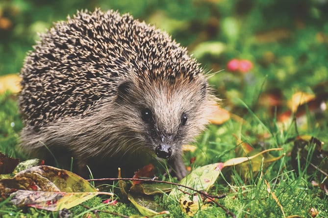 Hedgehog Highways a helping hand for threatened creatures ...