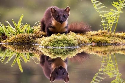 Chance to meet team behind pine martens project