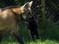 WATCH: Who could be afraid of this cute baby maned wolf?