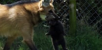 WATCH: Who could be afraid of this cute baby maned wolf?