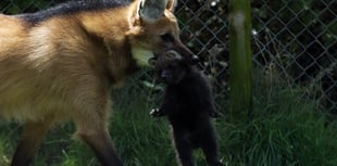 WATCH: Who could be afraid of this cute baby maned wolf?