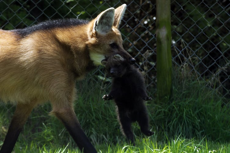 PUPPY POWER: Exmoor Zooâs first little baby maned wolf to be born there.
Pictures: Katie Horrocks
