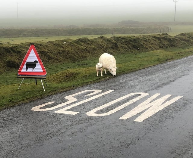 Be alert to heightened risk of sheep attacks during summer holidays