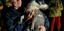 WATCH the moment firefighters rescue Spike the dog trapped in a sewer