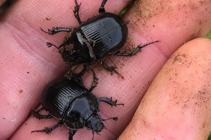 Rare beetle found on Dartmoor
