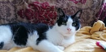 Rescue cats adopted by residential home 