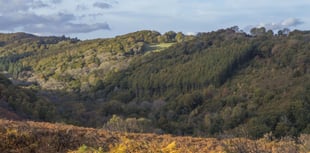 Woodland Trust: Clock is ticking for Devon's rainforests