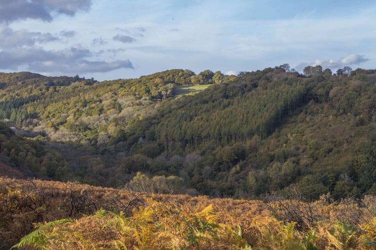 Bovey Woods