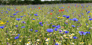 Green corridor would reflect Newton Abbot's meadow history