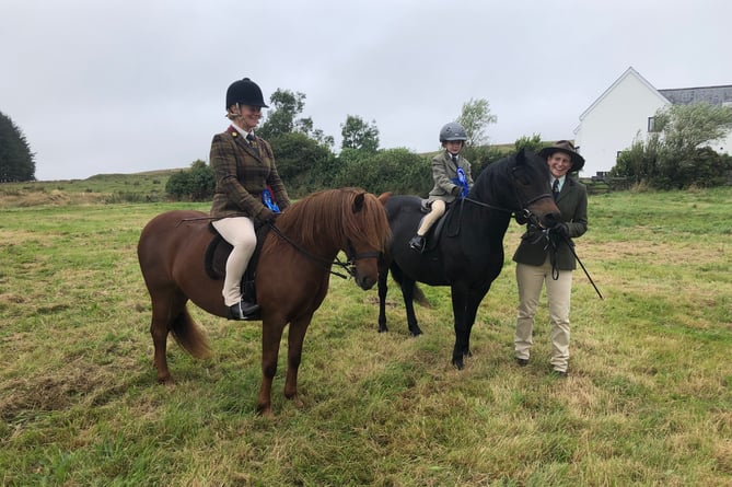 Dartmoor pony