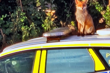 Cunning  culprit who left paw marks on police car...  was a fox