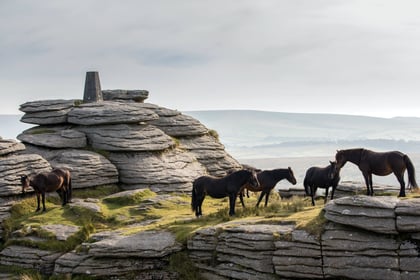 Competition to capture the charm of Dartmoor ponies in pictures