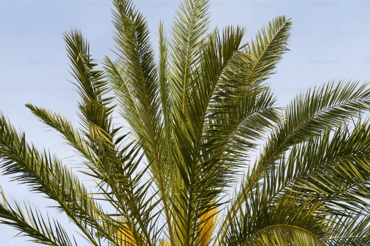 palm tree