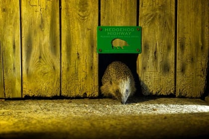 New Devon hedgehog campaign launched