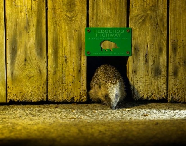 New Devon hedgehog campaign launched