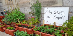 Mini allotment launched in town centre 