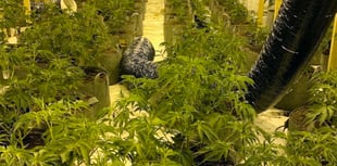 Small boat migrant caught running £500K cannabis grow in ex-nightclub