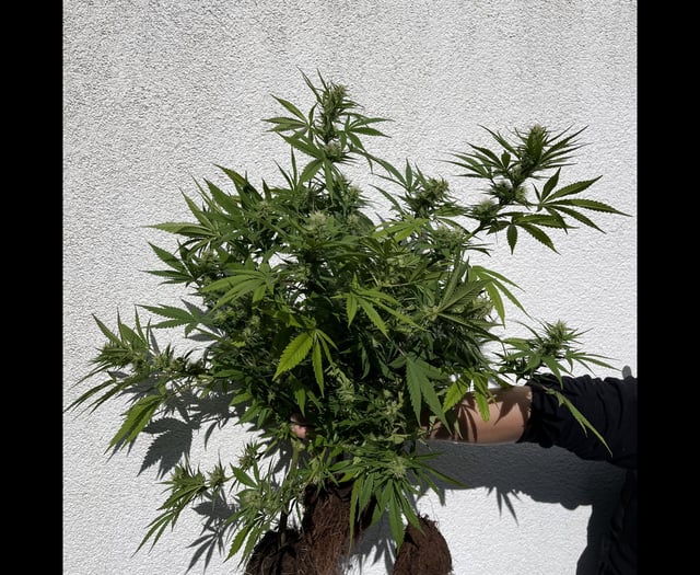 Police seize plants after reports of cannabis growing in garden